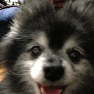 Meet your Posher, Dawn